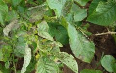 如何防治馬鈴薯青枯??？