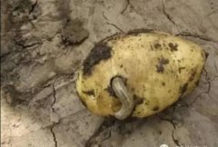 如何防治危害馬鈴薯的地下害蟲(chóng)？