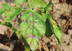 馬鈴薯常見(jiàn)病蟲(chóng)害及防治措施有哪些？