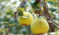 茌梨的修剪特點(diǎn)是什么？