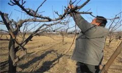 酥梨的修剪特點(diǎn)是什么？