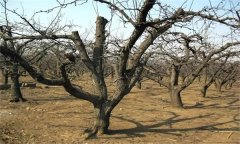 西洋梨的修剪特點(diǎn)是什么？