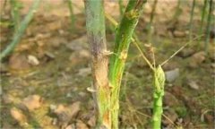 蘆筍莖枯病打什么藥，如何進行防治？