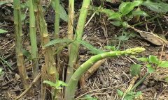 如何預(yù)防蘆筍莖枯病，用什么藥物預(yù)防？