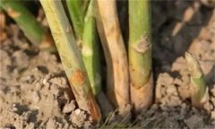 蘆筍莖枯病是什么病菌，其流行規(guī)律是什么？