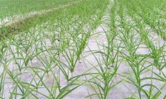 青蒜(蒜苗)露地高效栽培技術(shù)要點(diǎn)