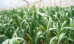 青蒜(蒜苗)保護(hù)地高效栽培技術(shù)要點(diǎn)是什么?