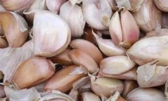 青蒜(蒜苗)播種前的蒜種處理方法