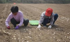 青蒜(蒜苗)保護(hù)地的播種方法與播種后的管理