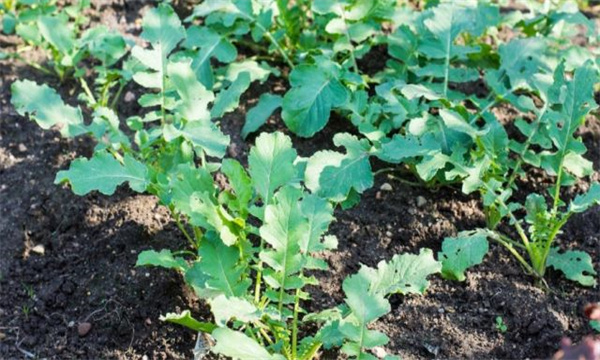 夏蘿卜間苗、定苗