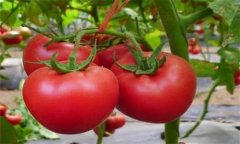 怎樣管理好春茬番茄的五穗果？