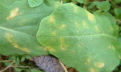 怎樣防治油菜霜霉病，有哪些癥狀表現(xiàn)？