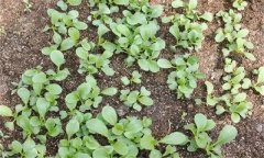 油菜菜秧有哪些栽培特點(diǎn)?