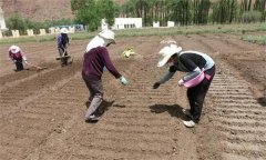 怎樣用小拱棚種植芹菜，有哪些技術(shù)技巧？