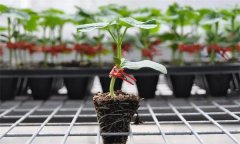 苦瓜嫁接有什么好處 苦瓜嫁接后如何管理？