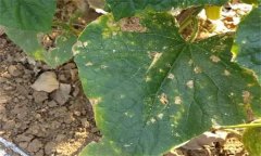 黃瓜靶斑病的發(fā)病癥狀、診斷方法與防治方法