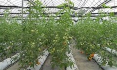 溫室大棚番茄越冬應(yīng)采取哪些措施？