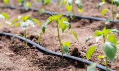 辣椒如何按照＂五看＂進行澆水?