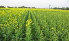 無公害油菜栽培技術(shù)要點(diǎn)有哪些？