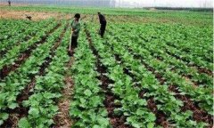 高溫季節(jié)油菜管理應(yīng)該注意什么？