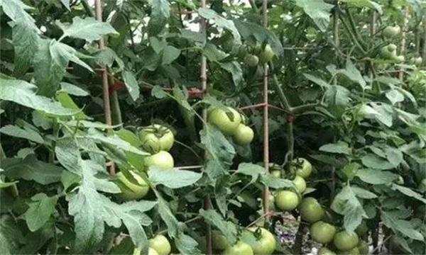 番茄膨果期合理疏枝、打葉