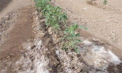 為什么番茄只長(zhǎng)根、不開果？