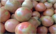 番茄花臉是什么原因 怎樣預(yù)防番茄花臉果?