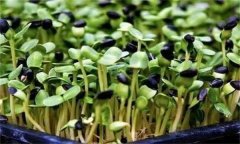 龍葵嫩芽可以吃嗎？龍葵芽苗菜如何生產(chǎn)？