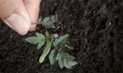 茄子僵果、裂口、落花落果的原因及解決辦法