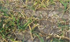 大蒜癱苗和開花蒜、棉花蒜現(xiàn)象是怎樣產(chǎn)生的？