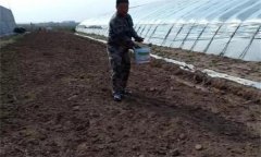 番茄怎樣施肥才能獲得高產(chǎn)？