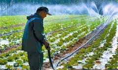 大棚大白菜澆水的禁忌有哪些 需注意哪些問題？