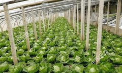 冬甘藍(lán)栽培技術(shù)有哪些？