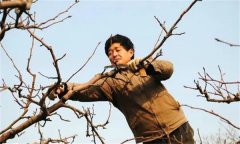 梨樹修剪的基本方法有哪些？