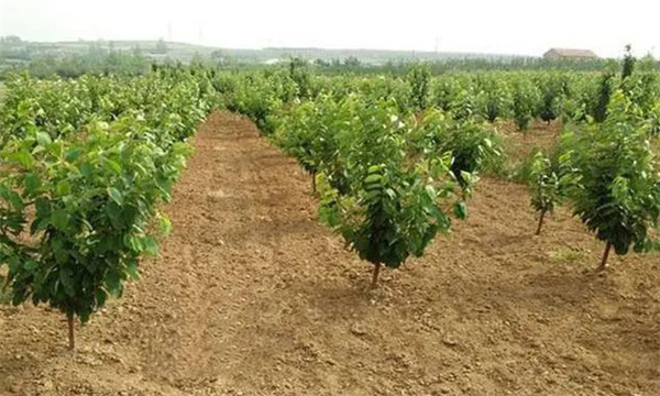 梨樹(shù)栽植時(shí)間選擇