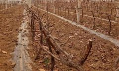 葡萄園土壤管理有哪幾種方法、措施？