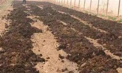 番茄怎樣施肥才能高產(chǎn)？