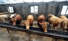 肉牛育肥對(duì)水質(zhì)的要求 怎樣提高肉牛的采食量？