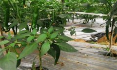大棚辣椒施用控釋肥的優(yōu)點 施用控釋肥注意事項