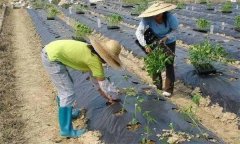 辣椒施用沖施肥有什么優(yōu)點 需要注意哪些問題？