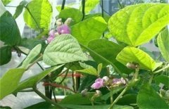 蕓豆不結(jié)莢的原因是什么 如何提高蕓豆結(jié)莢率?