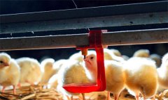雛雞養(yǎng)殖的溫度、濕度、光照與密度問題