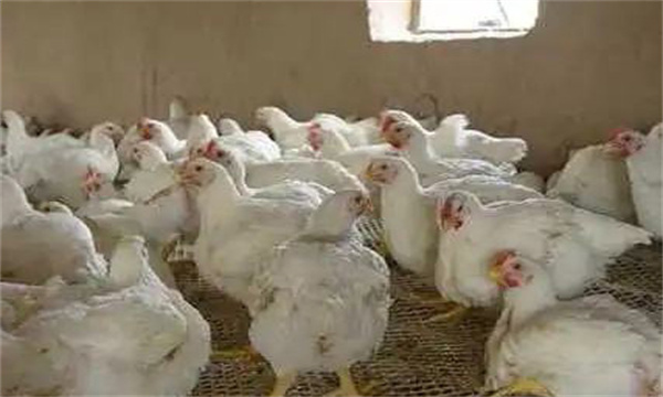 質上的限制飼養(yǎng)