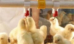 雛雞管理要點(diǎn),要切實(shí)把握好這五點(diǎn)