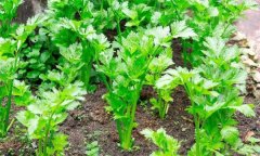 如何秋延遲生產(chǎn)香芹？