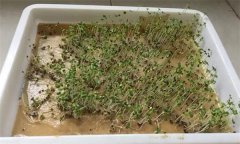 紅花芽能吃嗎？紅花芽苗菜無(wú)土栽培技術(shù)要點(diǎn)