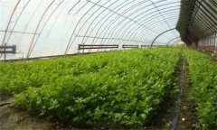 芹菜高產(chǎn)如何施肥？