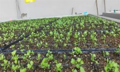 芹菜苗期如何進行水肥管理？