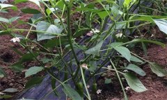 辣椒瘋長、落花不坐果是什么原因，如何解決?