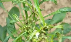 如何防治辣椒三落：落葉、落花、落果